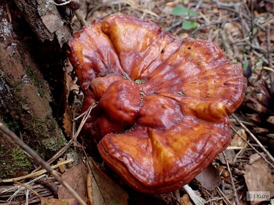 Ganoderma lucidum